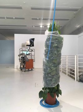 installation (dehumidifier, plants, objects collected at Times Museum) , dimensions variable
